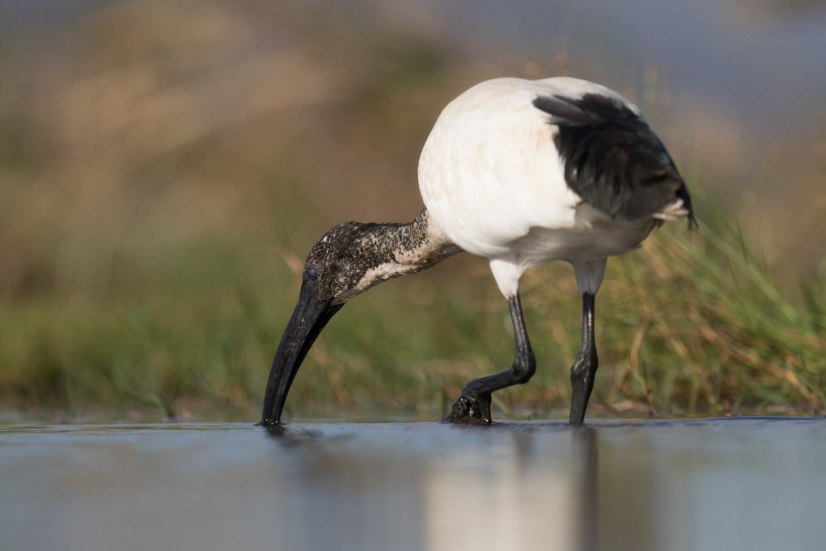 Sacred Ibis