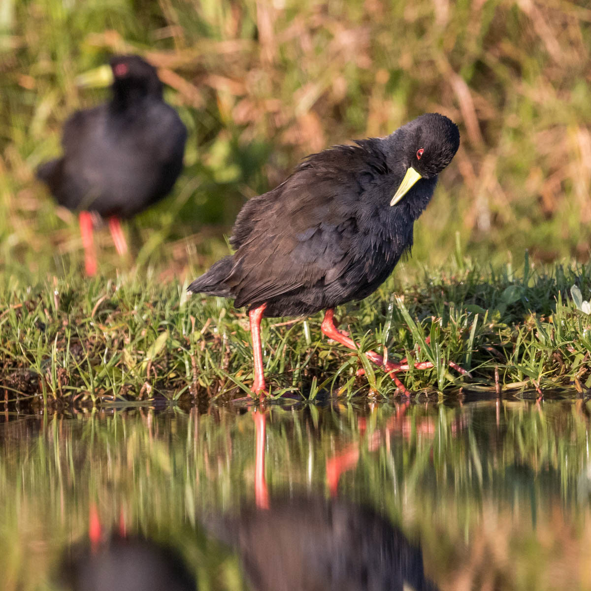 Black Crake grooming
