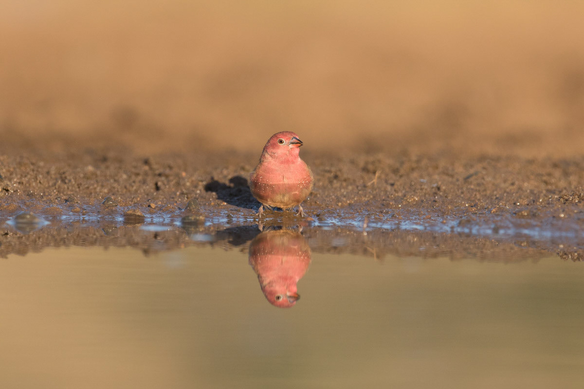 Red Billed Fire Finch