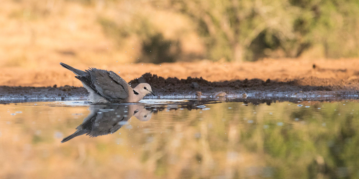 Collared Dove having a bath