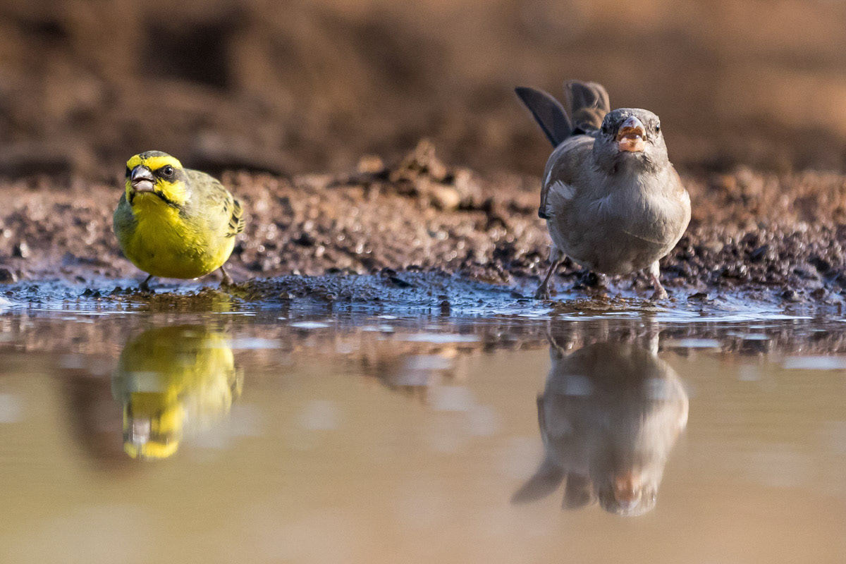 Brimstone Canary and Cape Sparrow