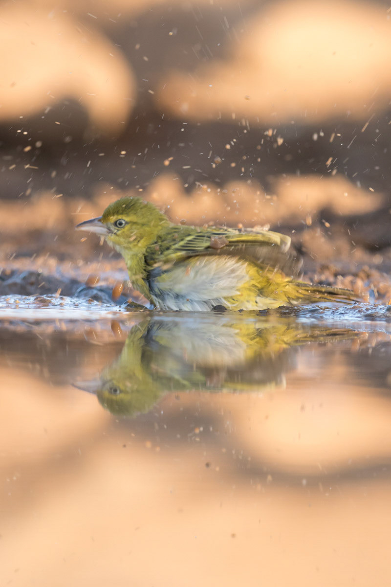 Brimstone Canary having a morning wash