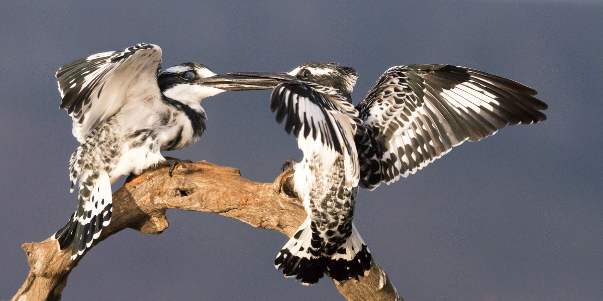 Pied Kingfishers greet each other