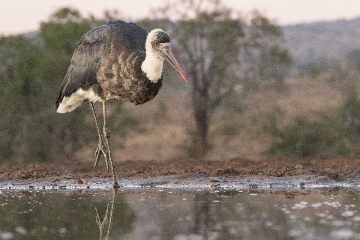 Wooley Necked Stork