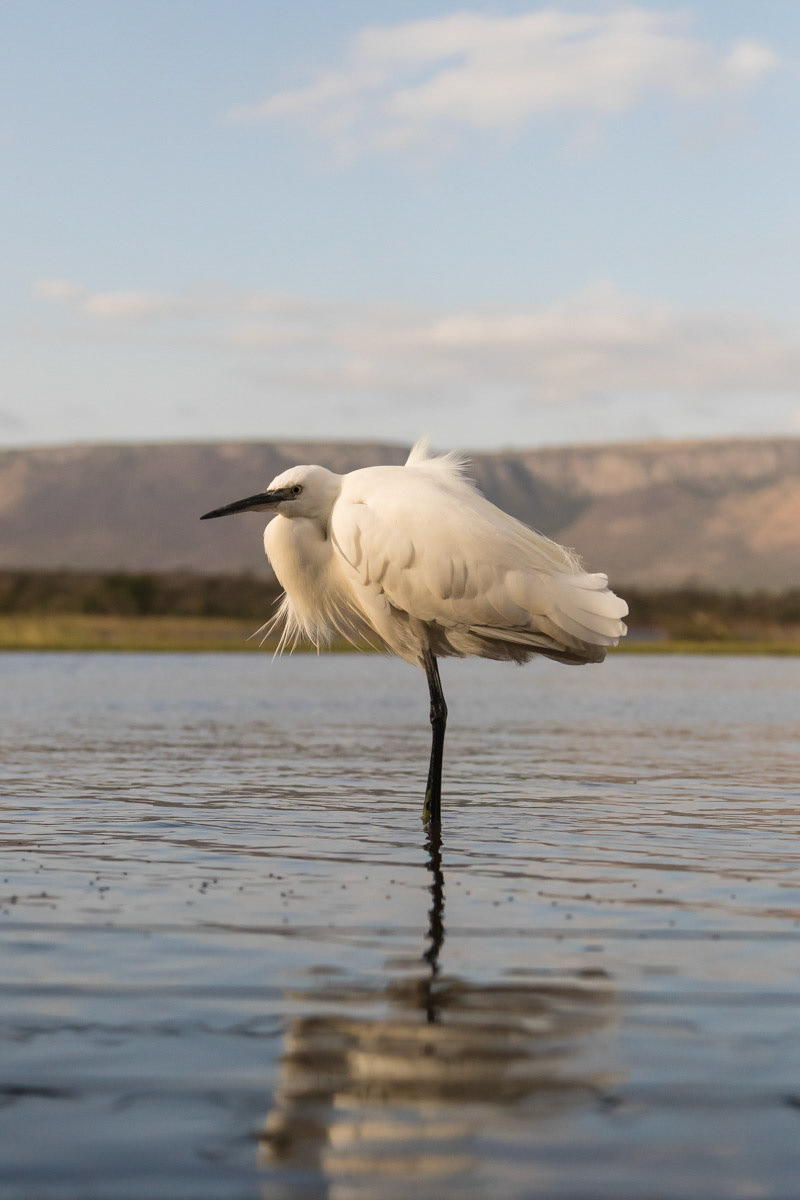Little Egret