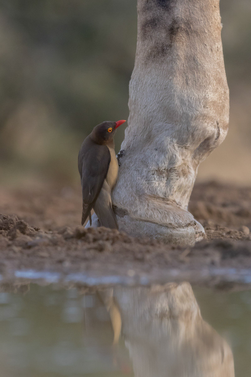 Oxpecker on  giraffes foot