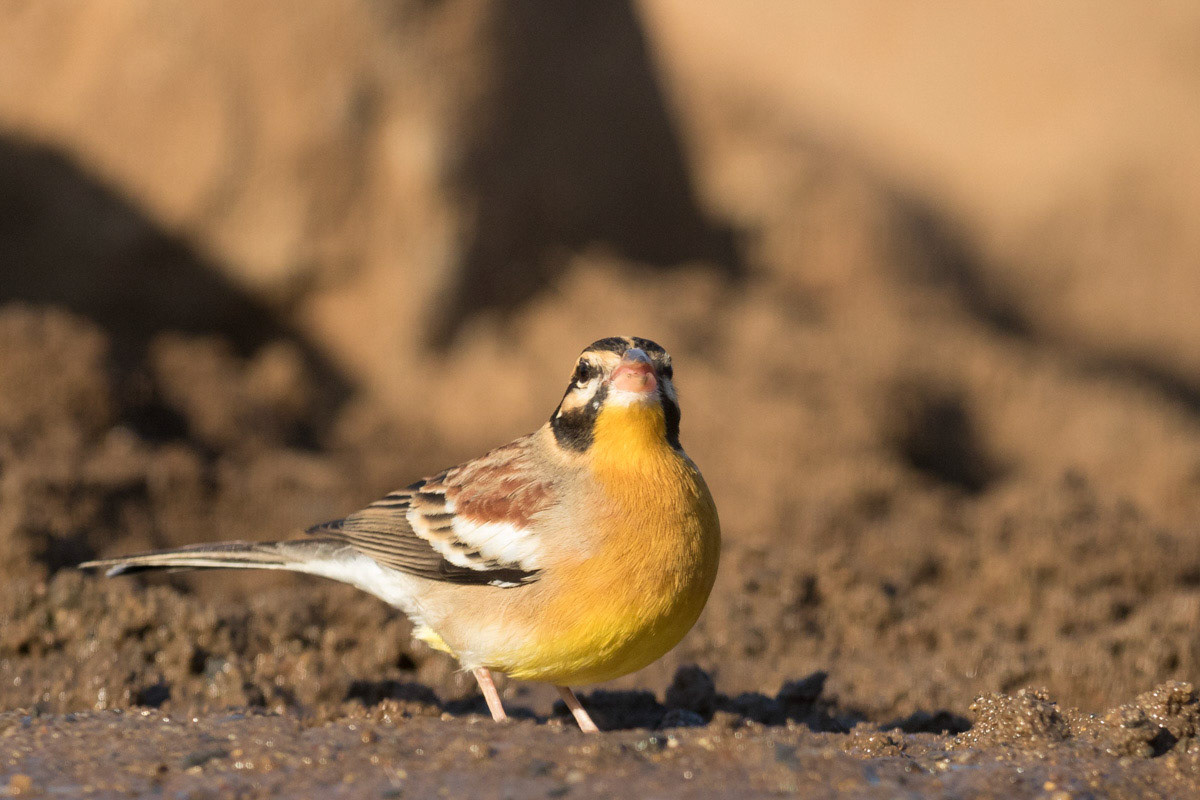 Golden Brested Bunting