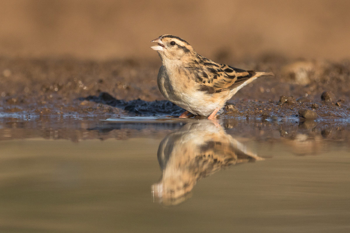 Cape Bunting