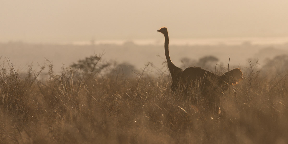 Ostrich on the  bush veld