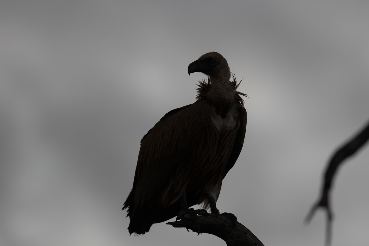 White backed vulture sillouette
