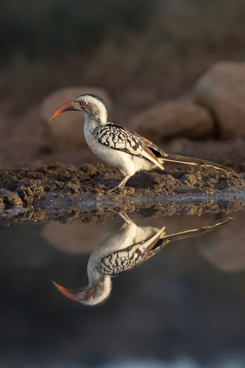 Red Billed Hornbill