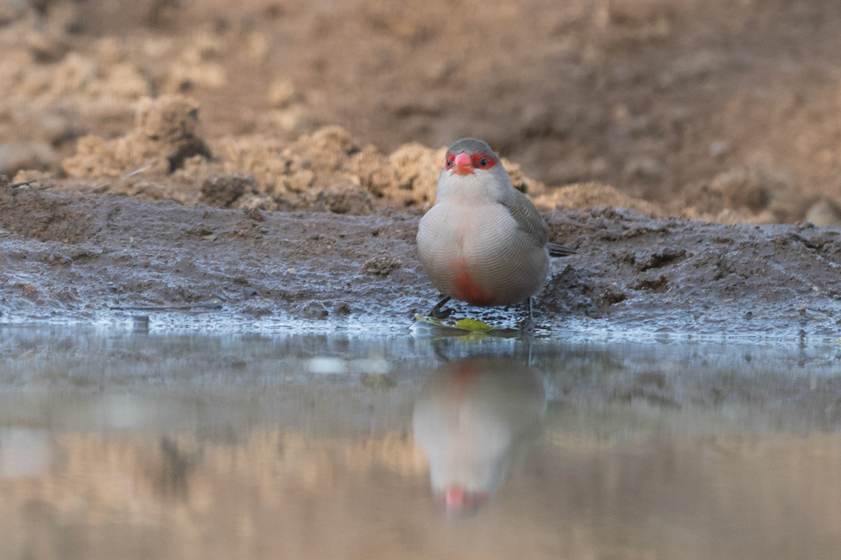 Red faced Waxbill