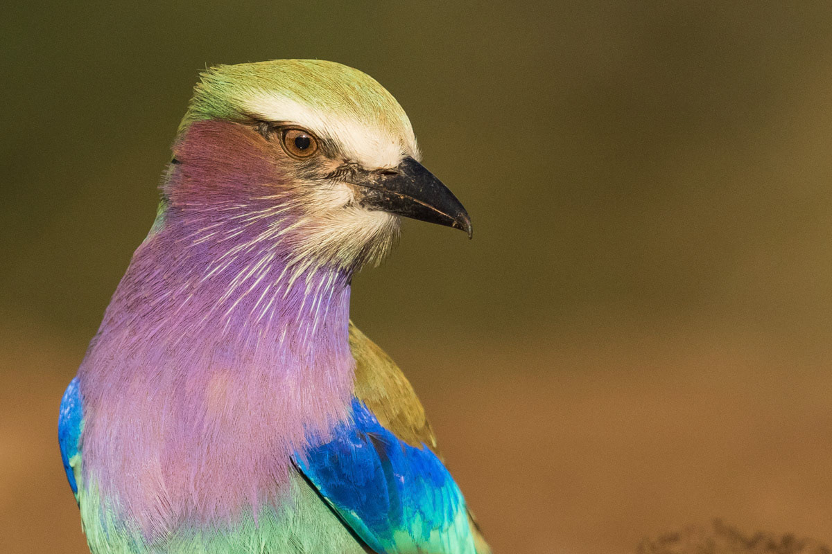Lilac Brested Roller