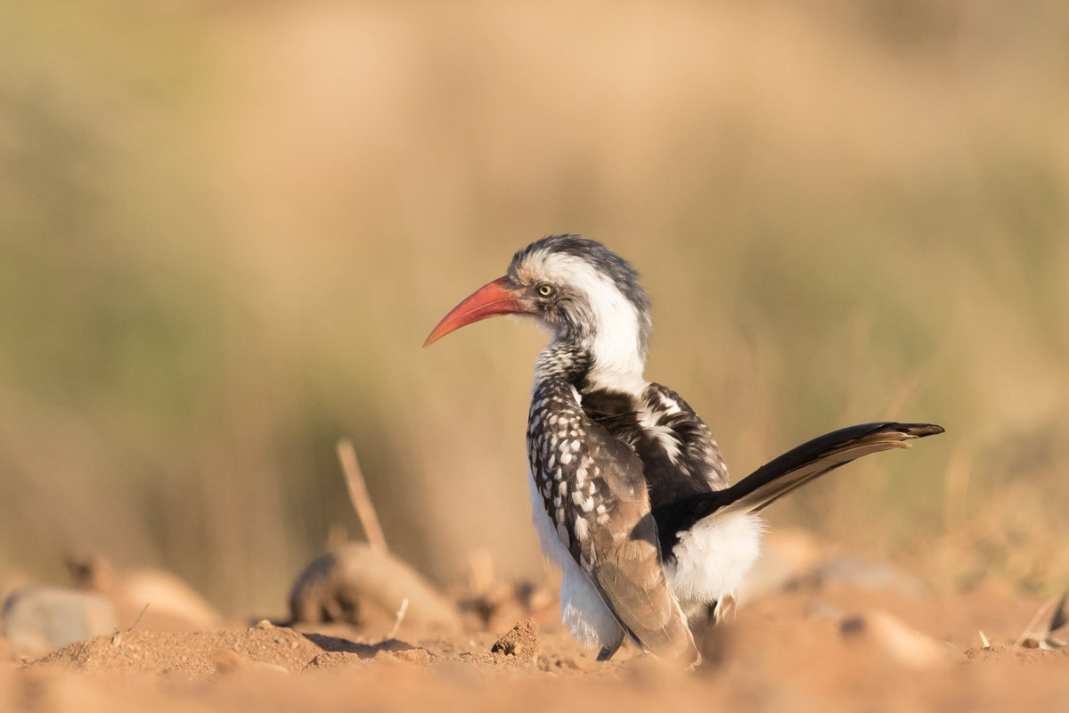 Red Billed Hornbill