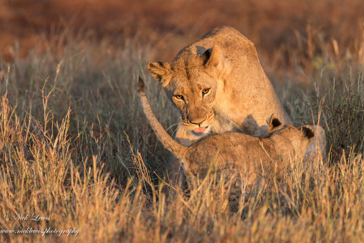 Fight time for the cub and his mother lioness