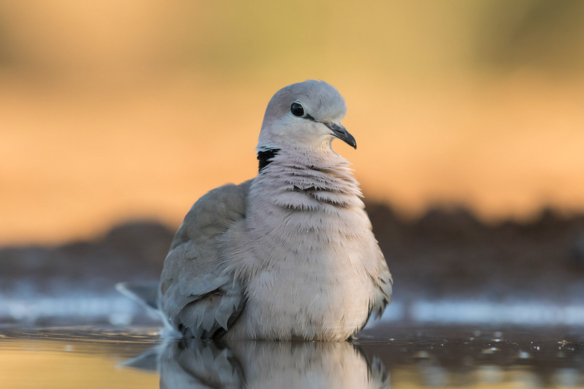 Collared Dove having a wash