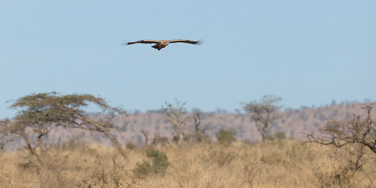 Tawney eagle in flight