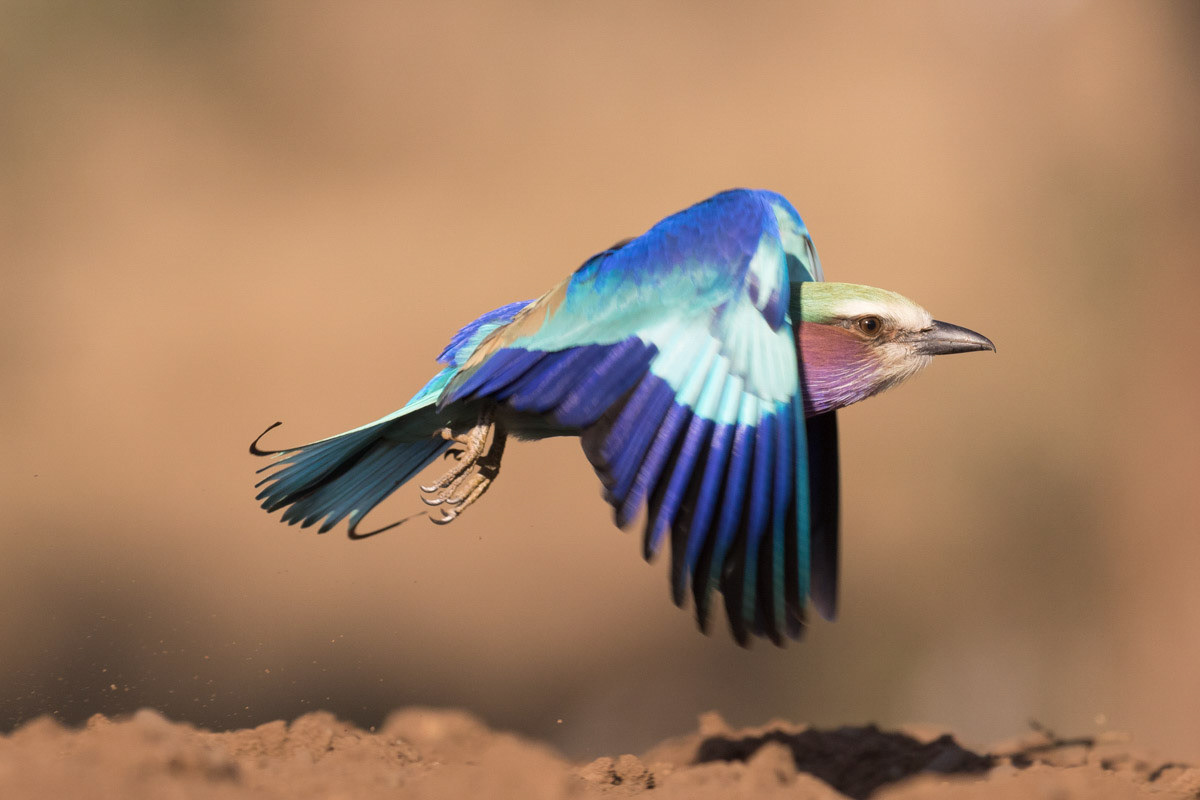 Lilac Brested Roller in flight