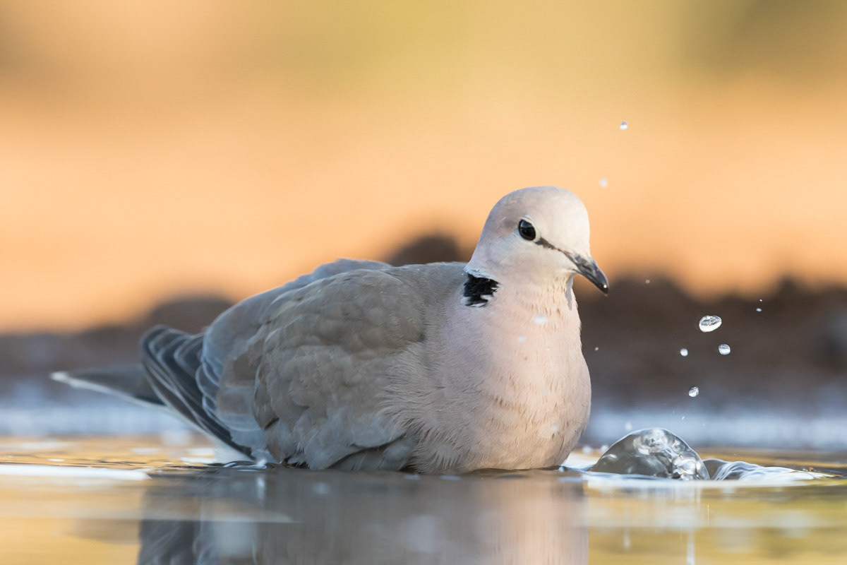 Collared Dove having a wash