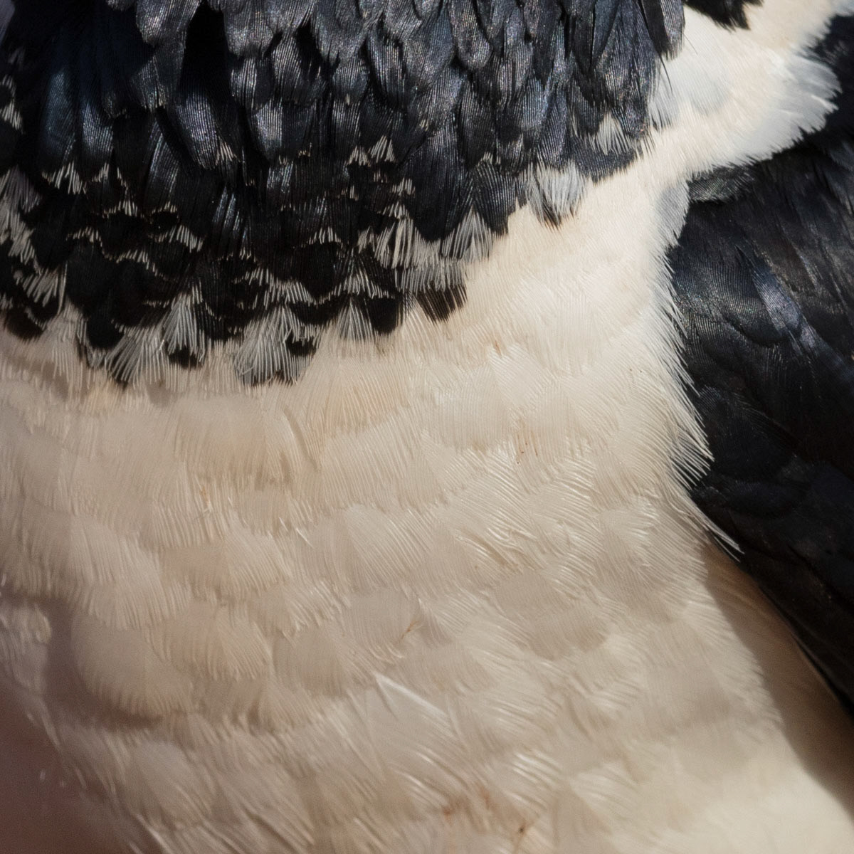 Pied Crow feathers