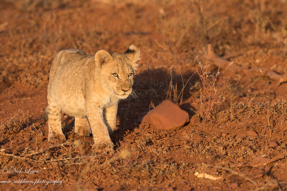Lion cub