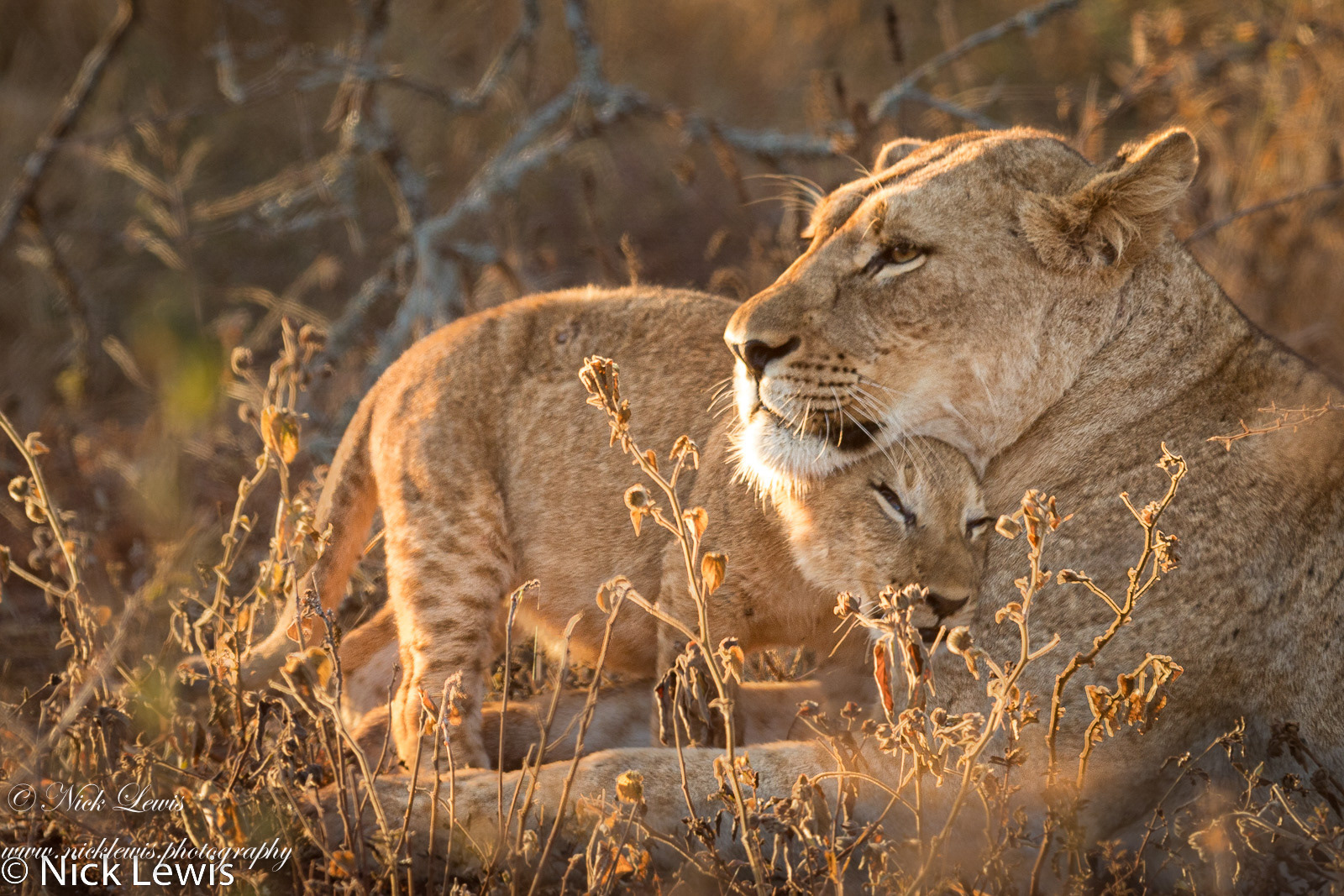 Lion cub and lioness bond together