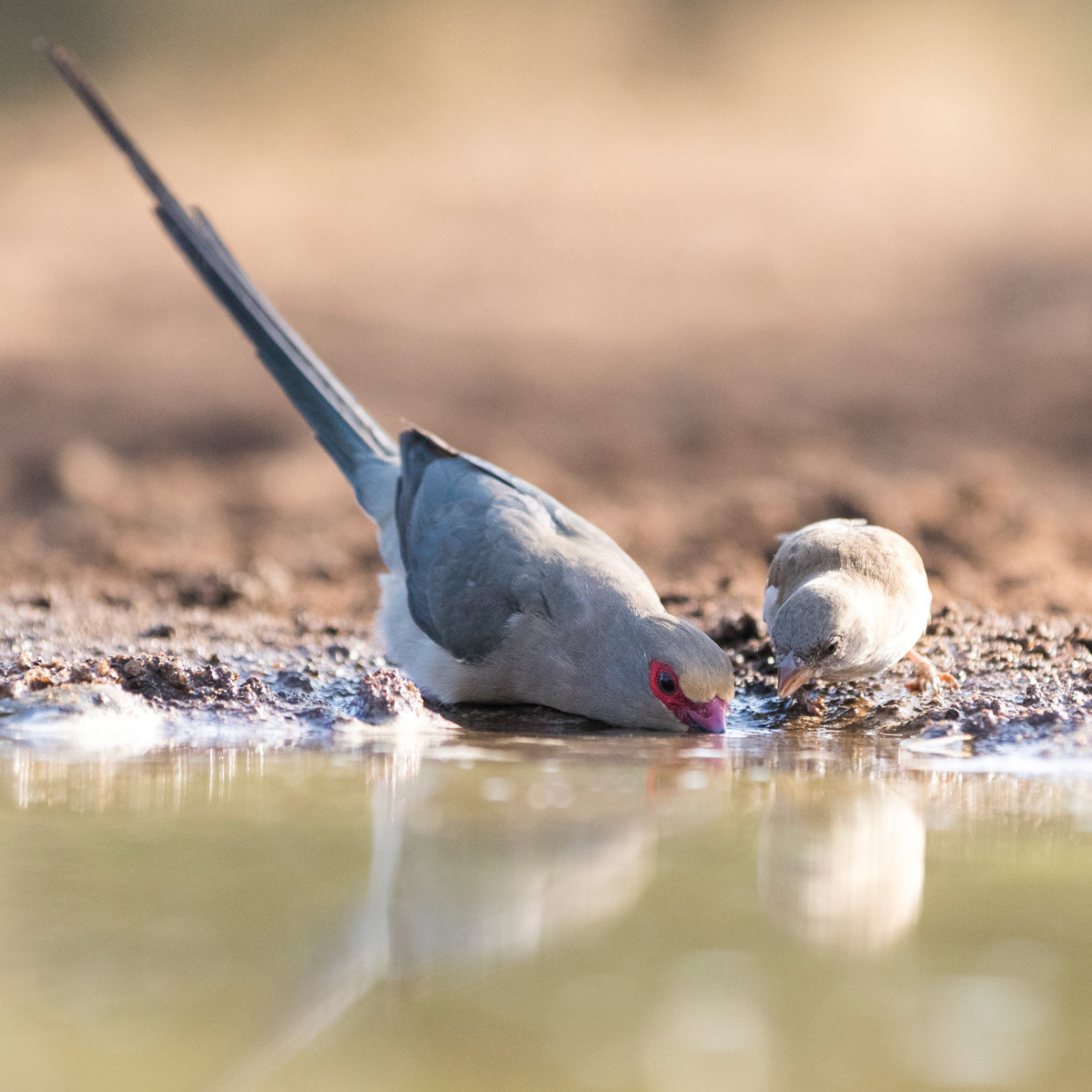 Red faced mouse bird with cape sparrow