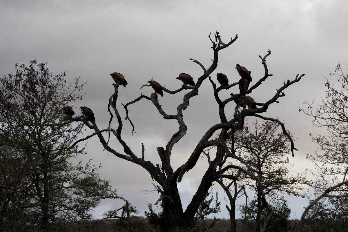 White back vultures sillouetted at roost
