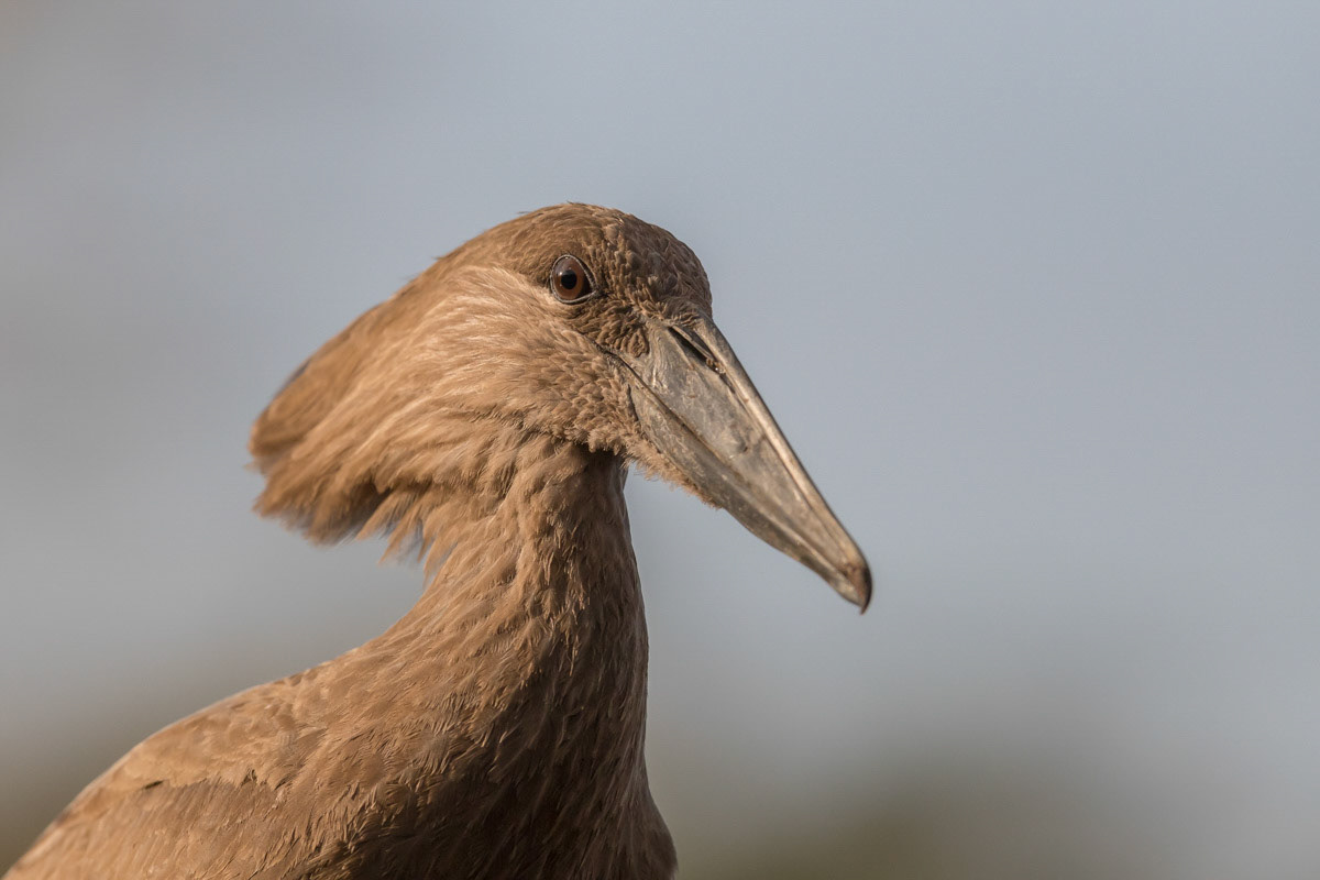 Hammerkop