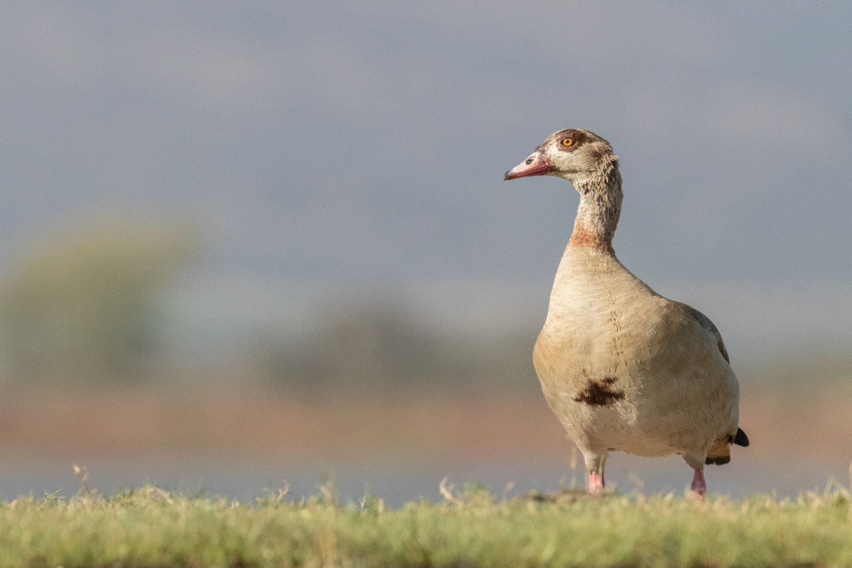 Egyptian Goose