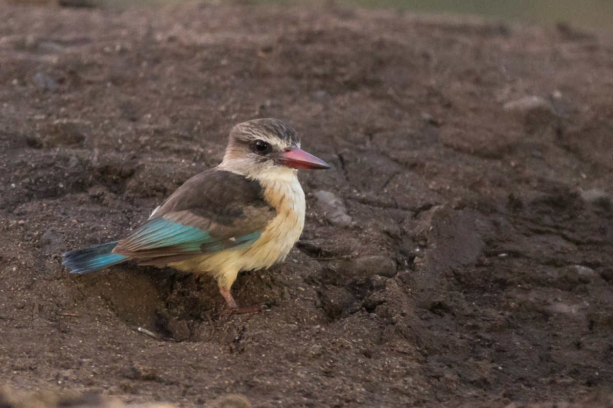Brown Hooded Kingfisher