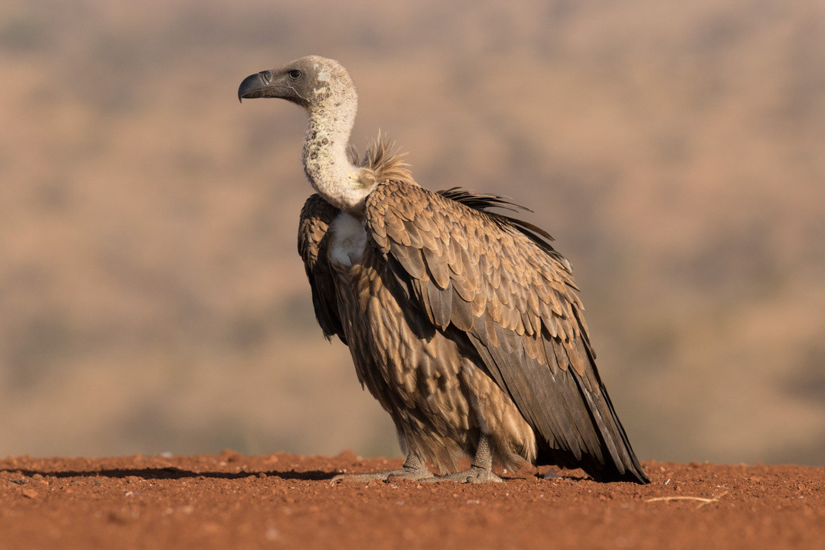 White backed vulture