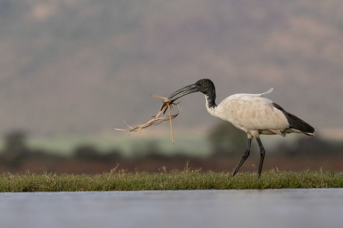 Sacred Ibis playing with dead grass