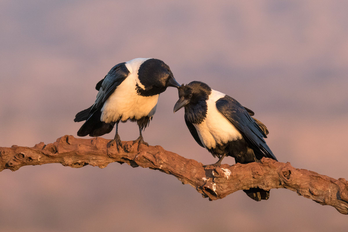 Pied Crows grooming