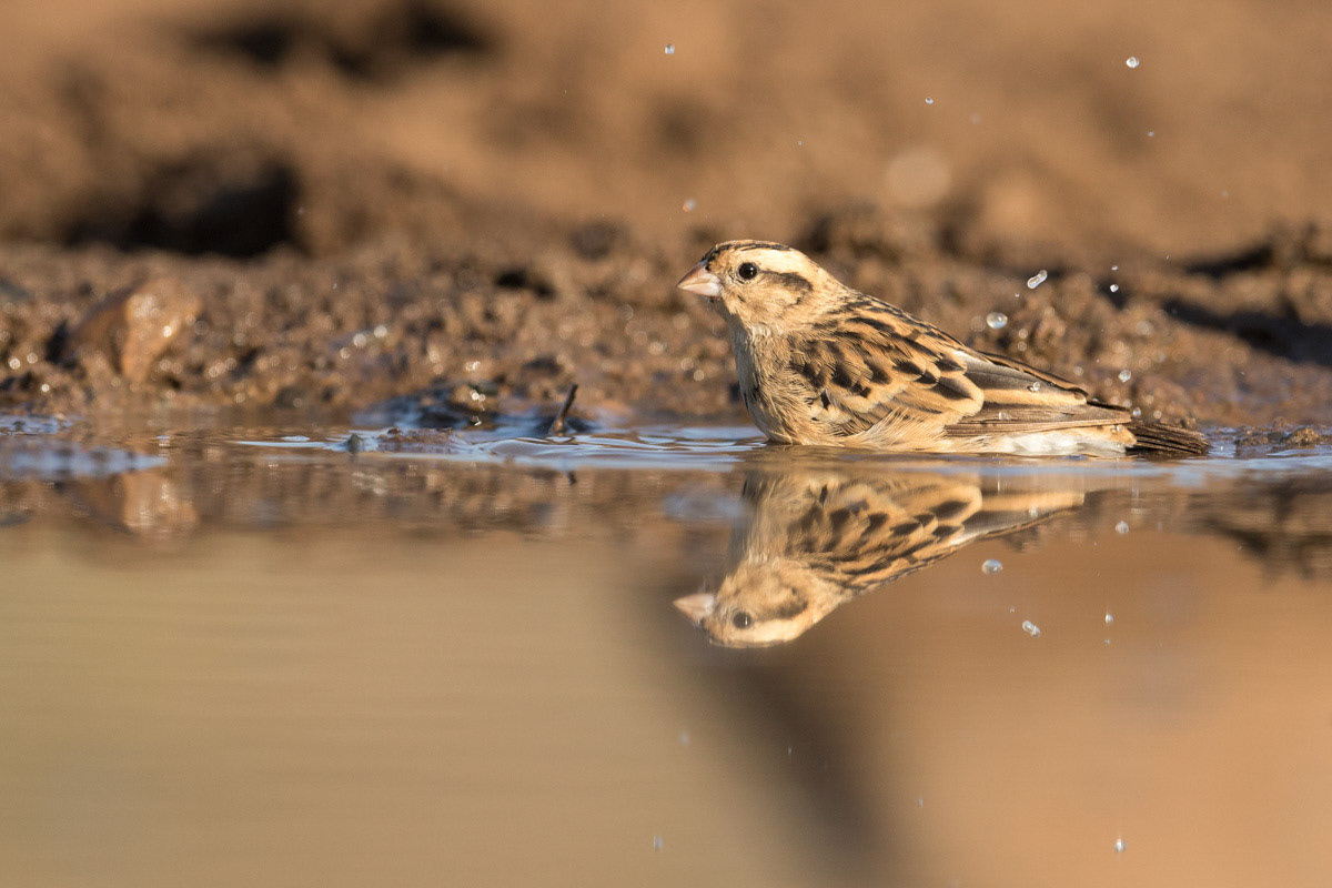 Cape Bunting having a wash