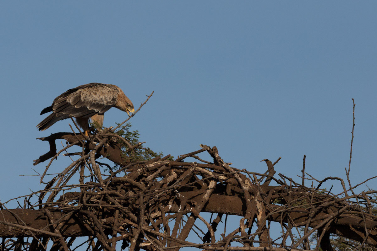 Tawney eagle nest building