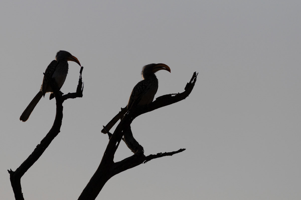 Yellow billed hornbills sillouetted