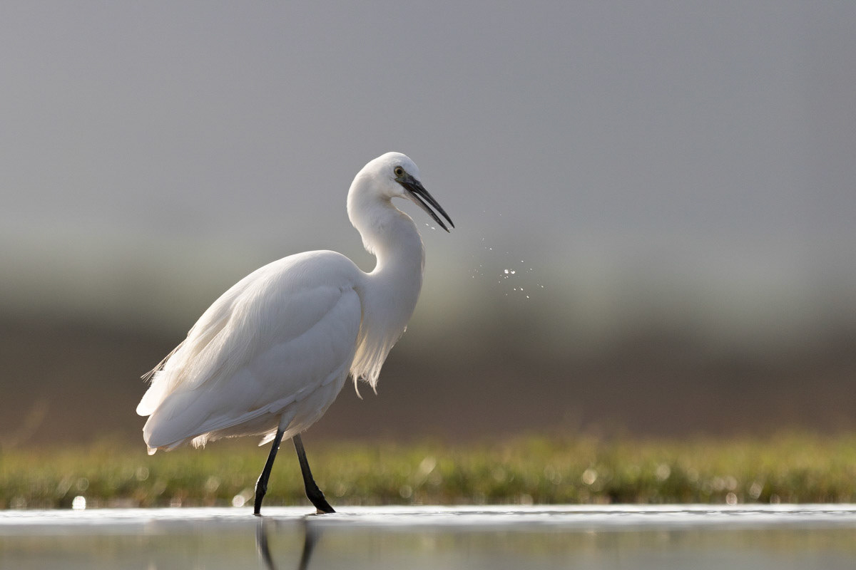 Egret looking for fish