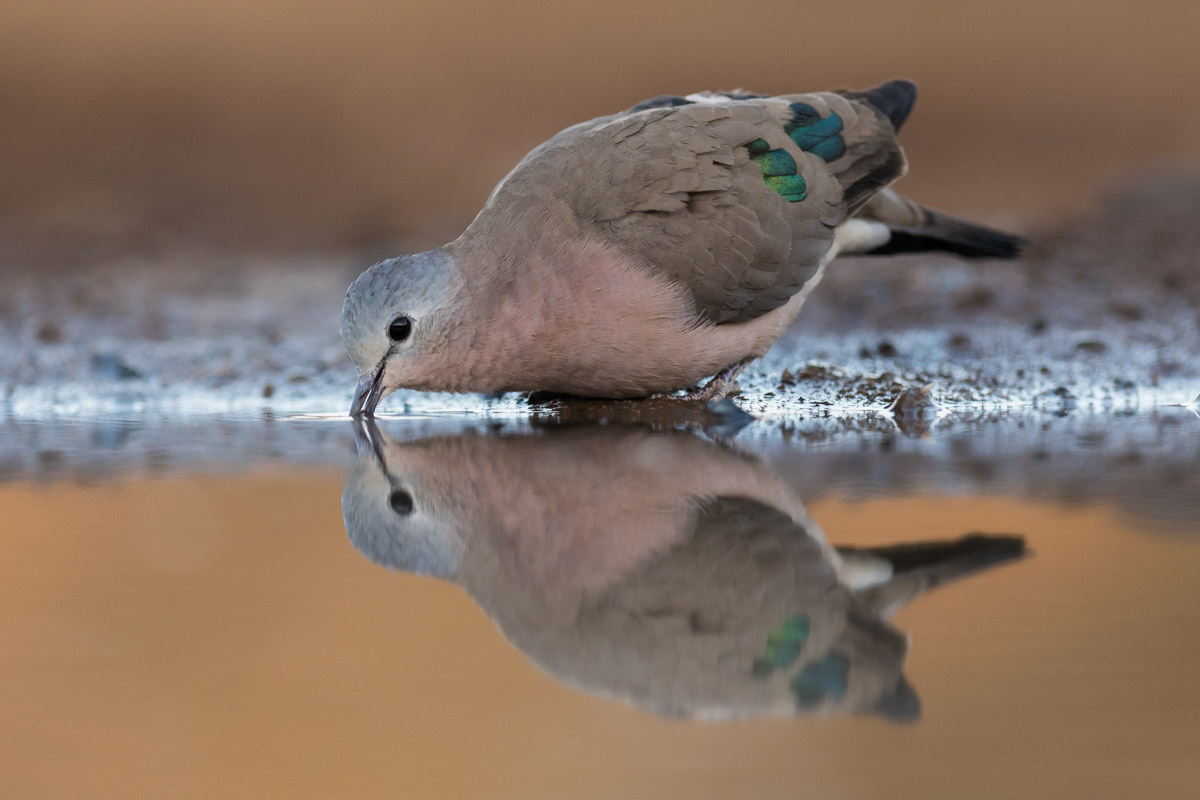 Emerald Spotted Wood Dove