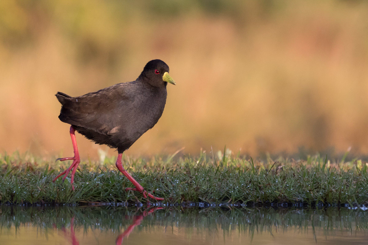 Black Crake