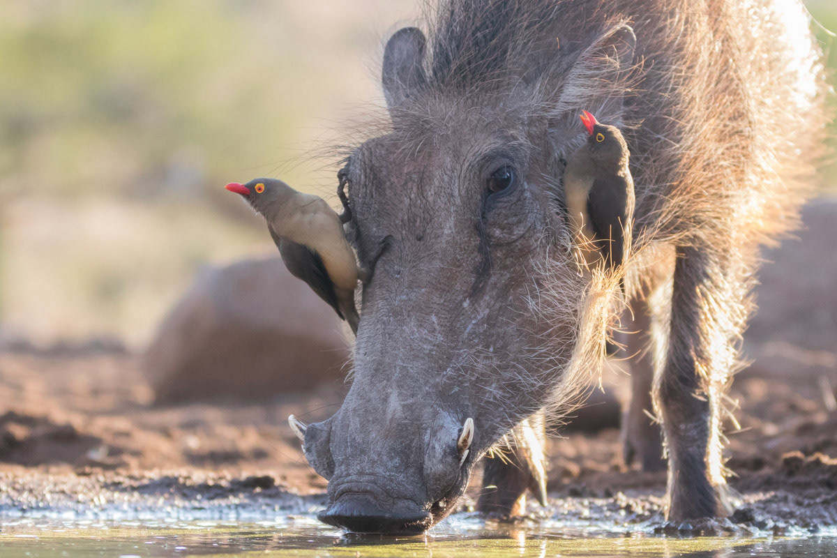 Oxpeckers on Warthog