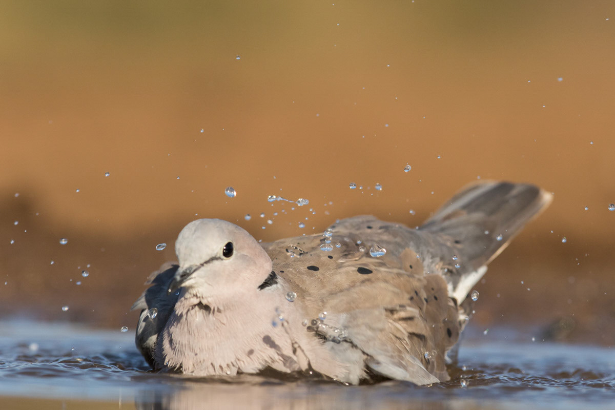 Collared Dove having a wash