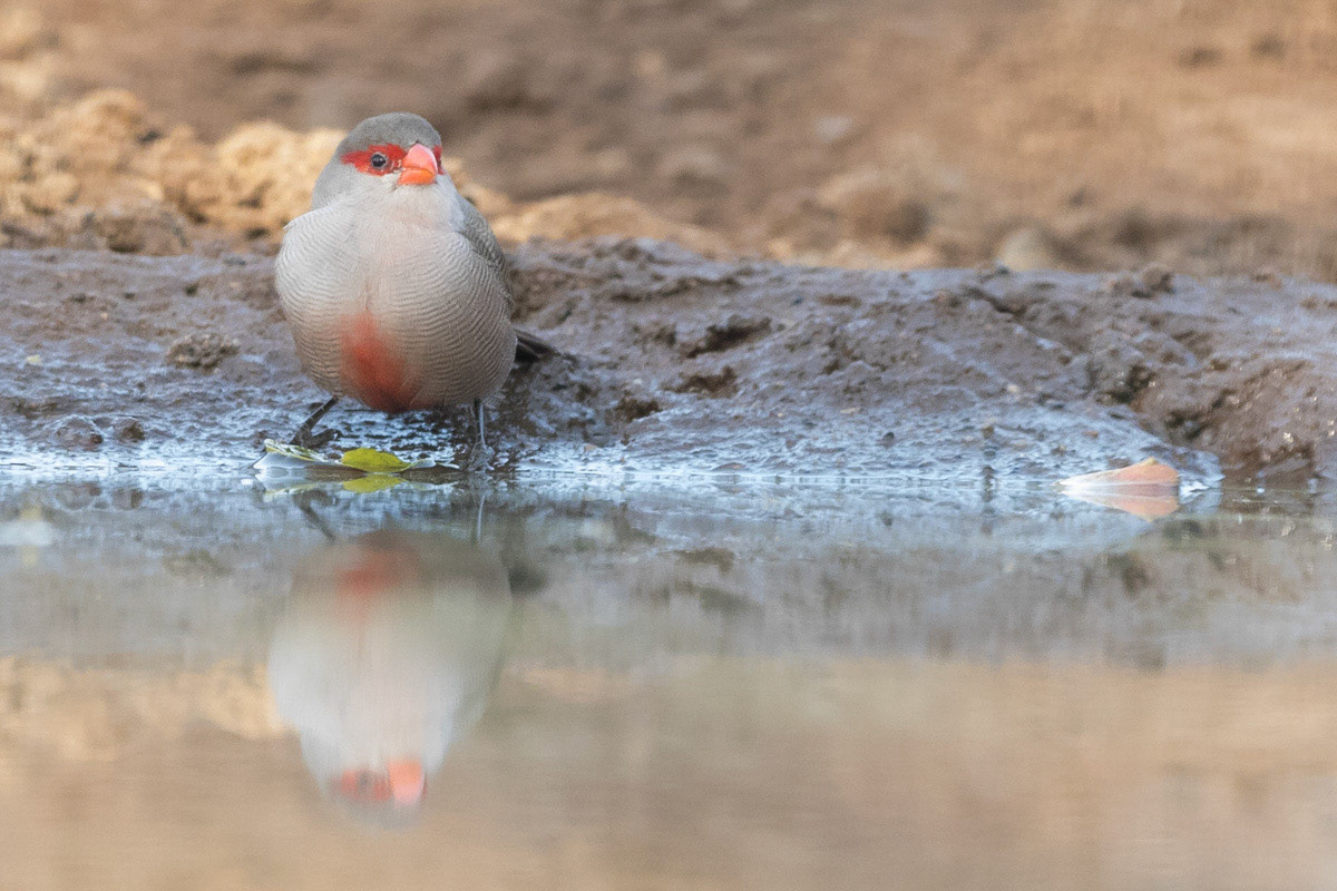 Red faced waxbill