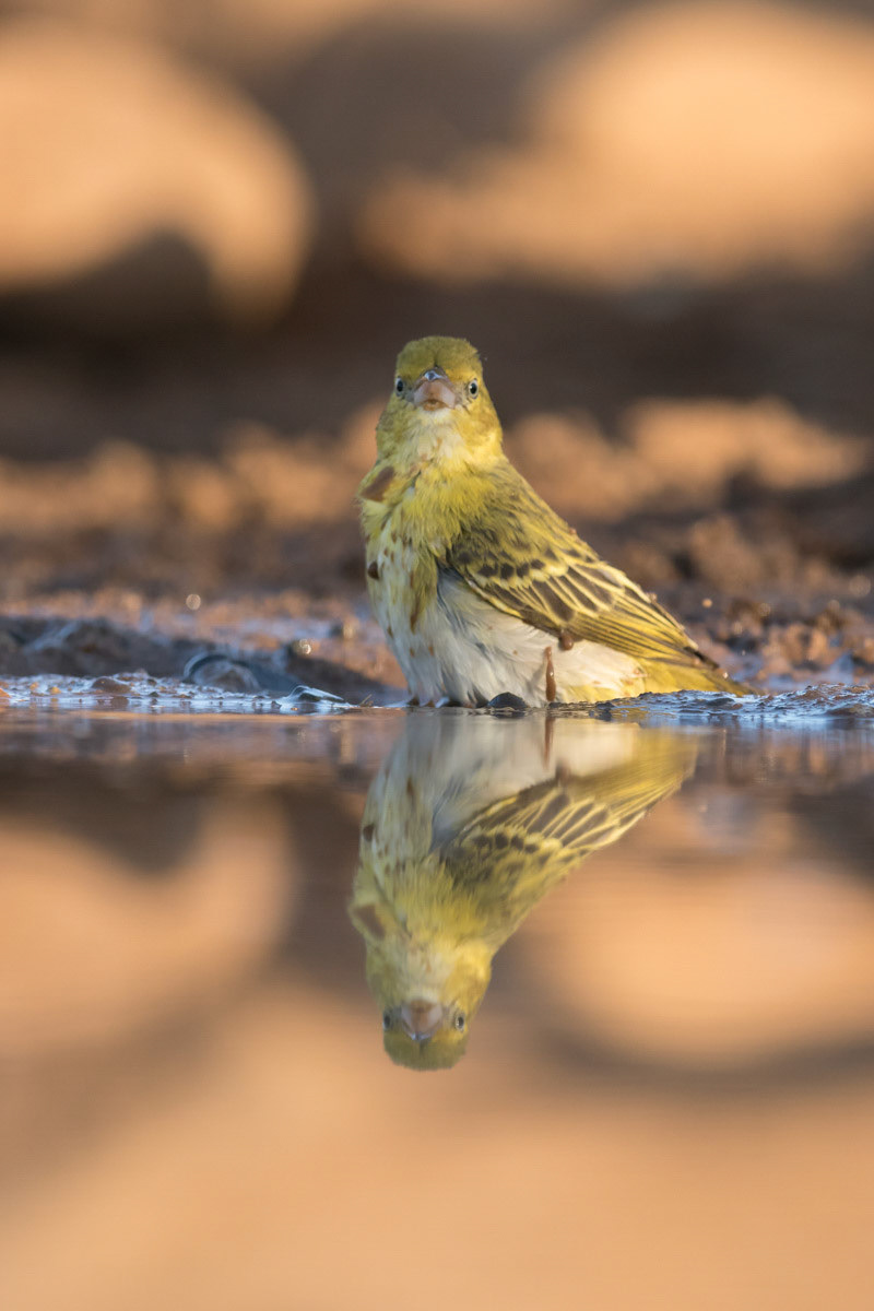 Brimstone Canary having a morning wash