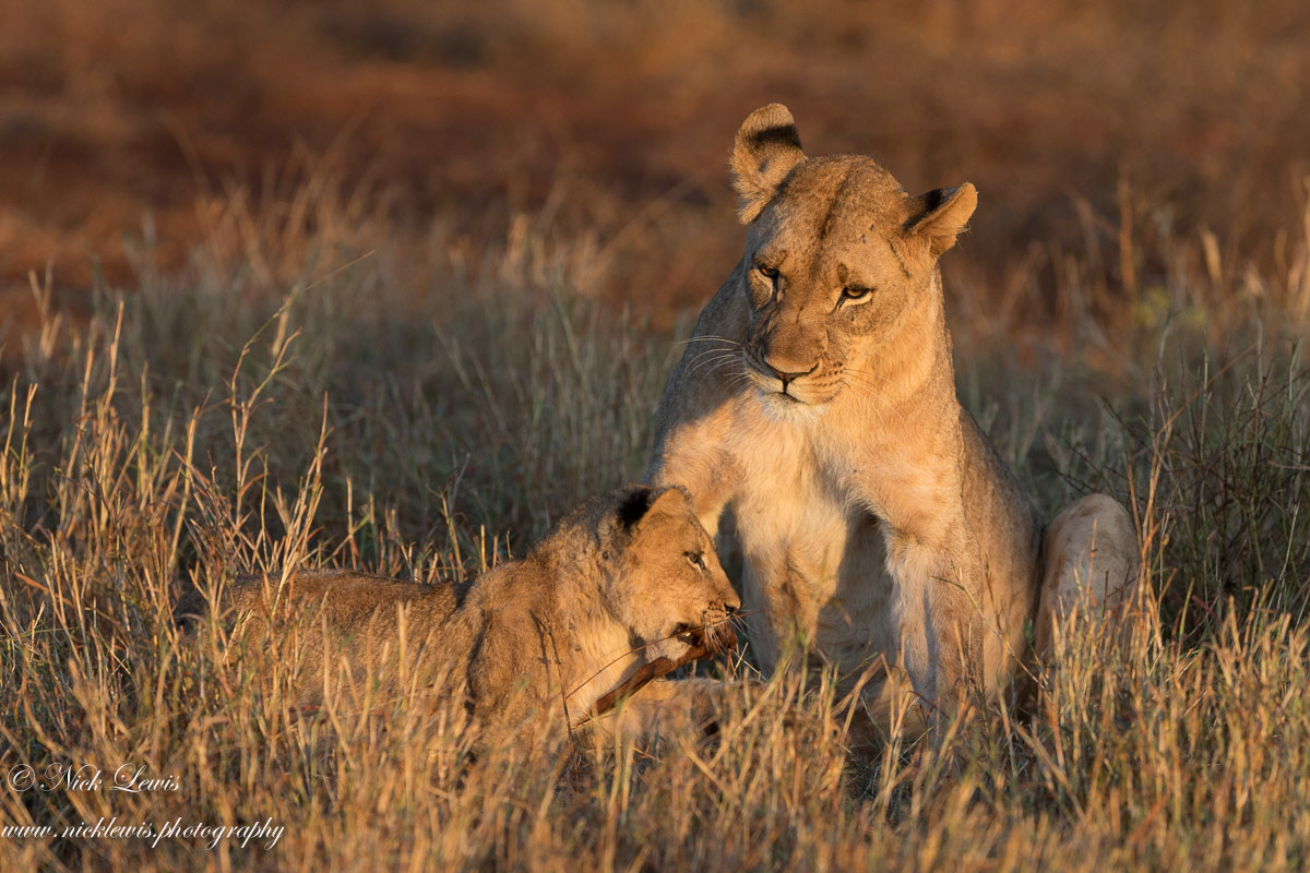 Playtime for the lion cub