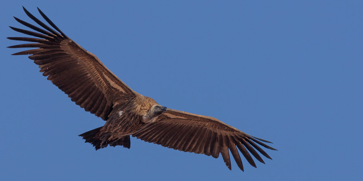 White backed vulture in flight