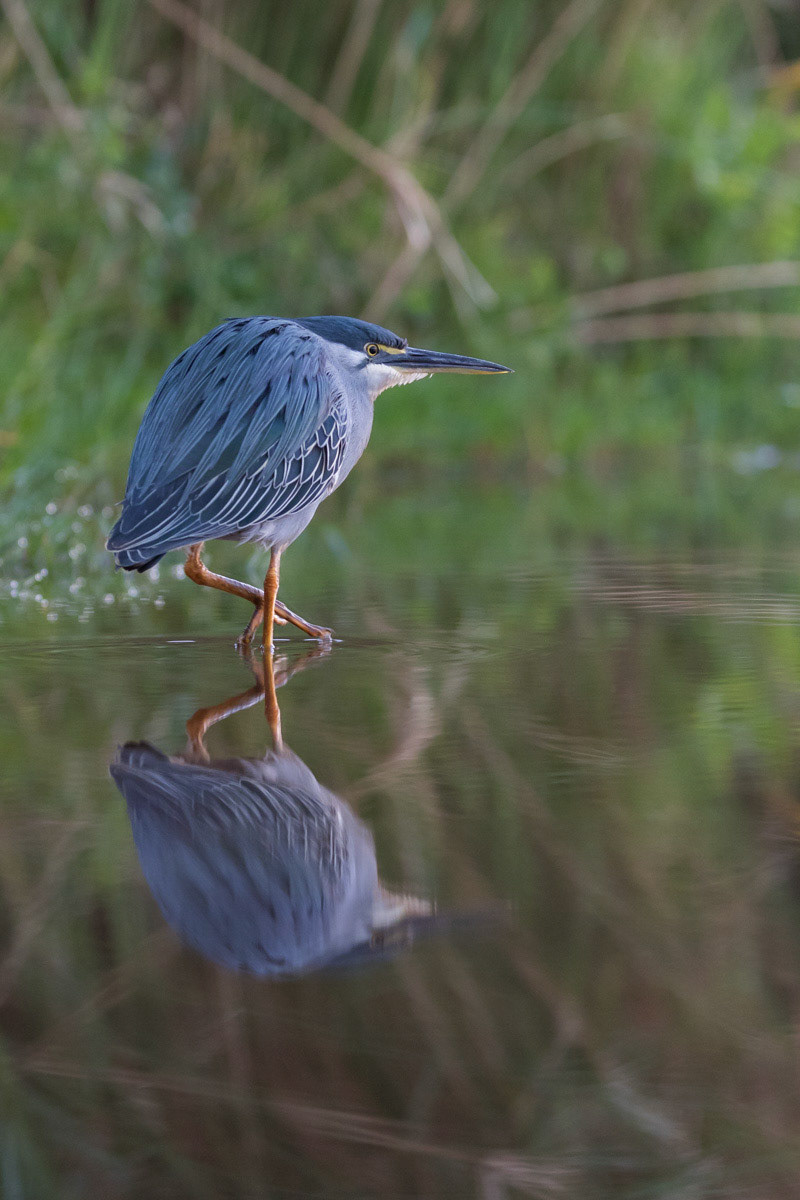 Night Heron looking for food