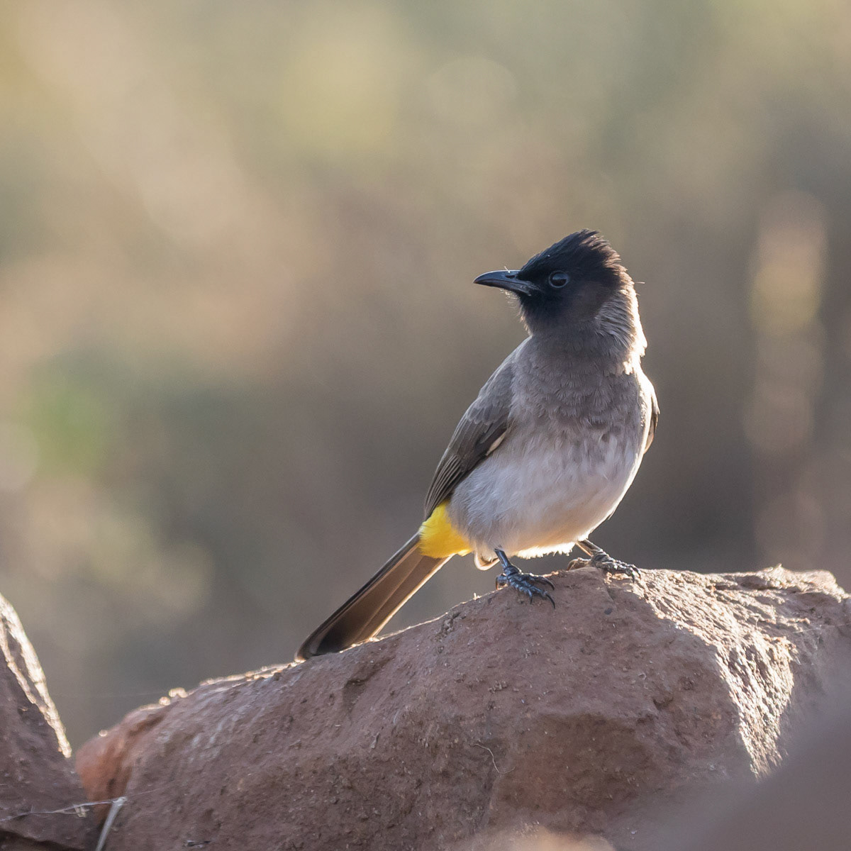Dark capped Bulbul