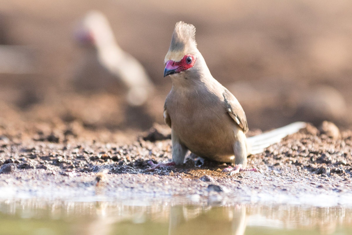 Red faced mouse bird