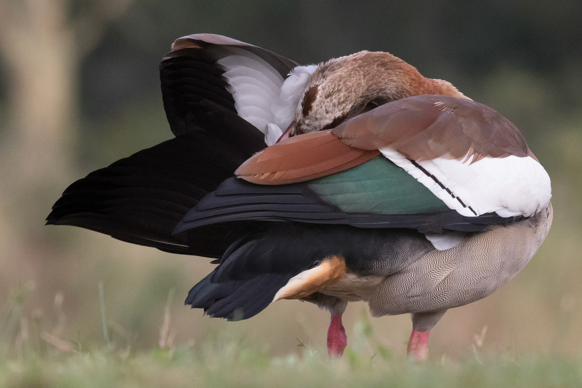 Egyptian Goose